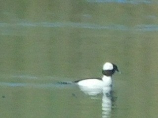 Bufflehead - ML310971931