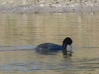 American Coot - Hal Johnston