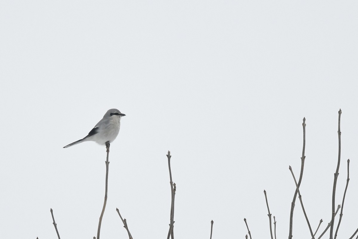 Northern Shrike - ML310972201