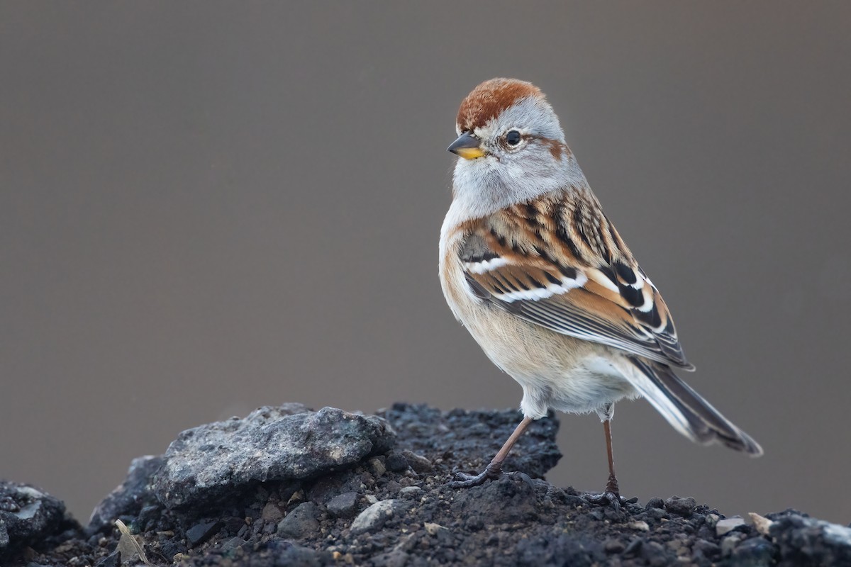 American Tree Sparrow - ML310972321