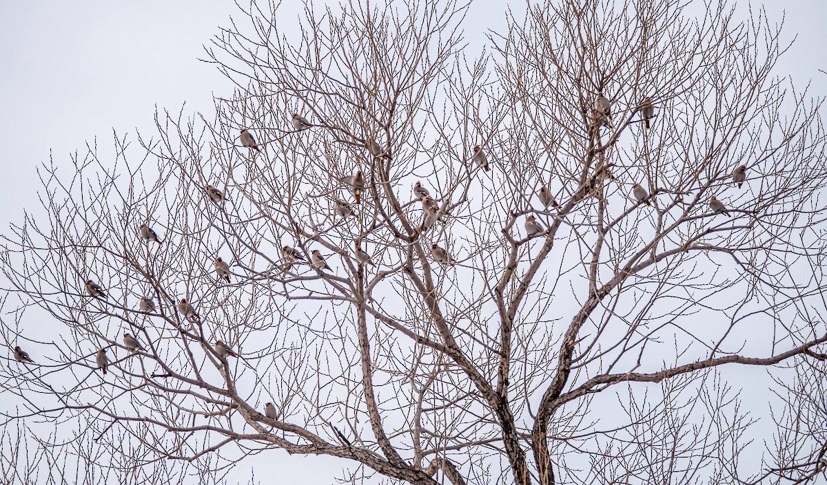 Bohemian Waxwing - Matt M.