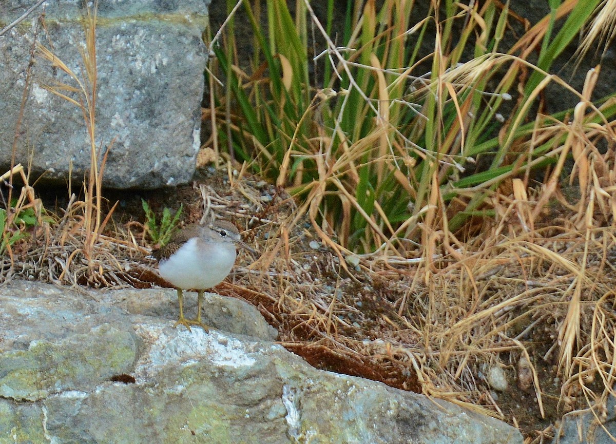 Spotted Sandpiper - ML31097281