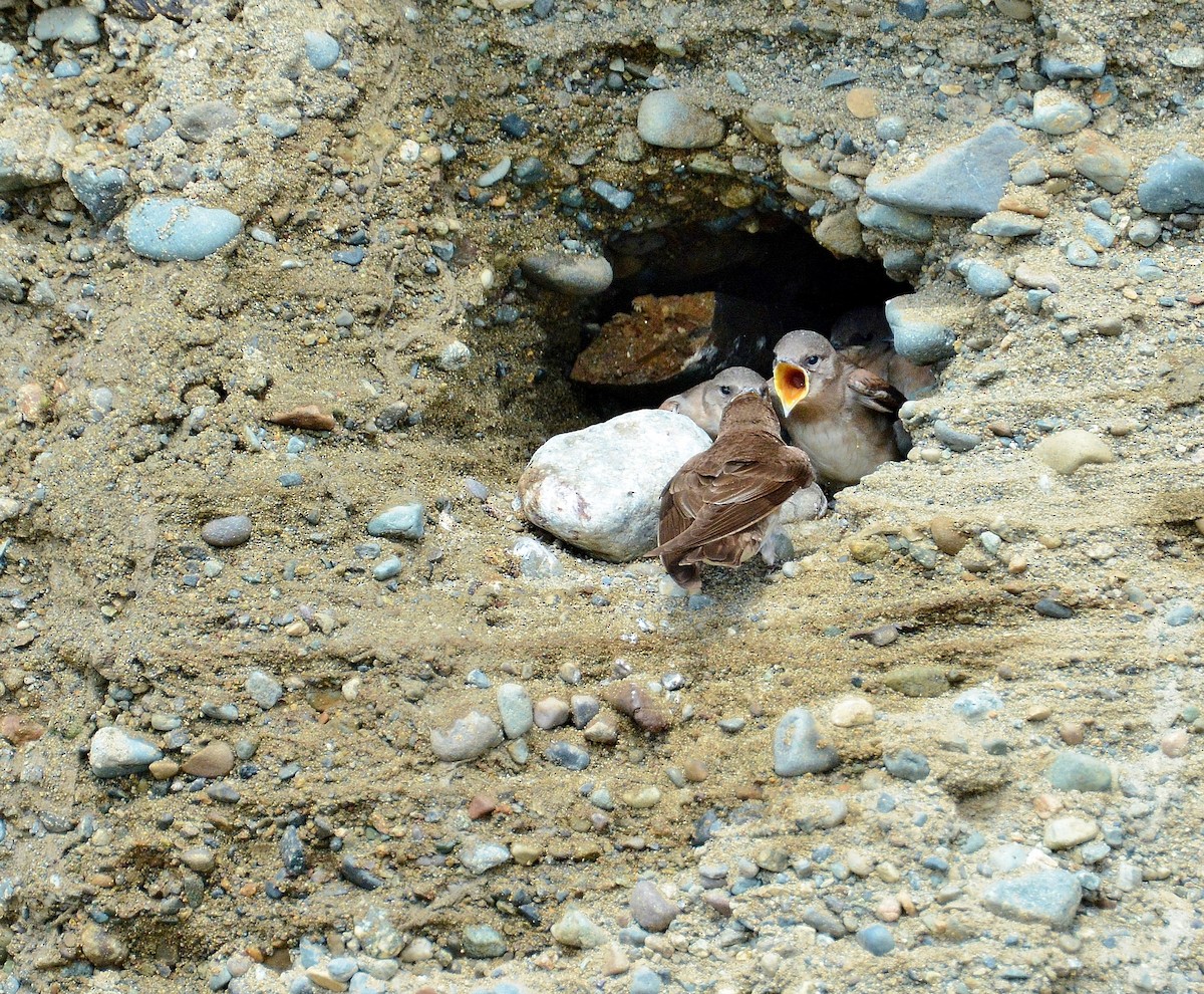 Northern Rough-winged Swallow - ML31097391