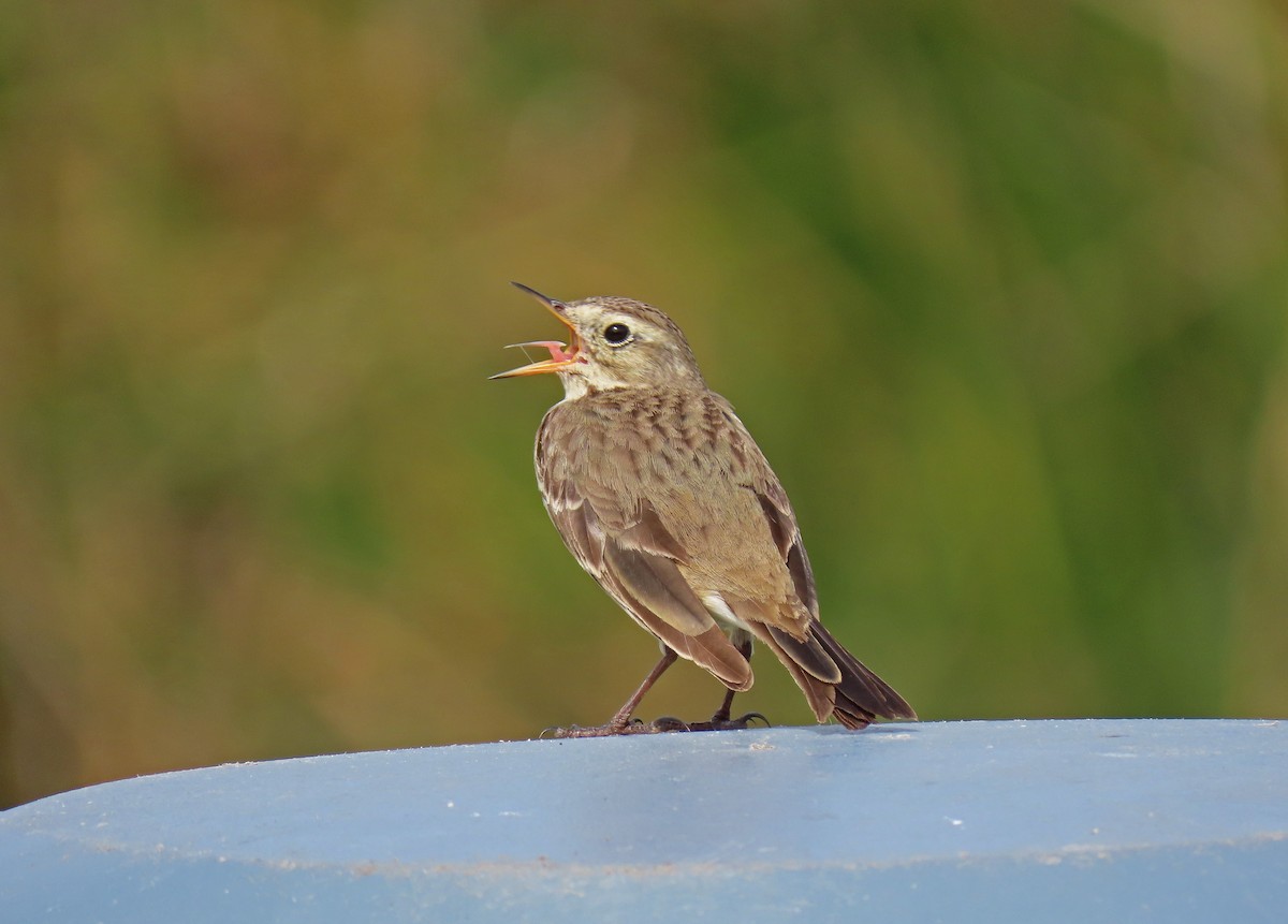 American Pipit - ML310974251