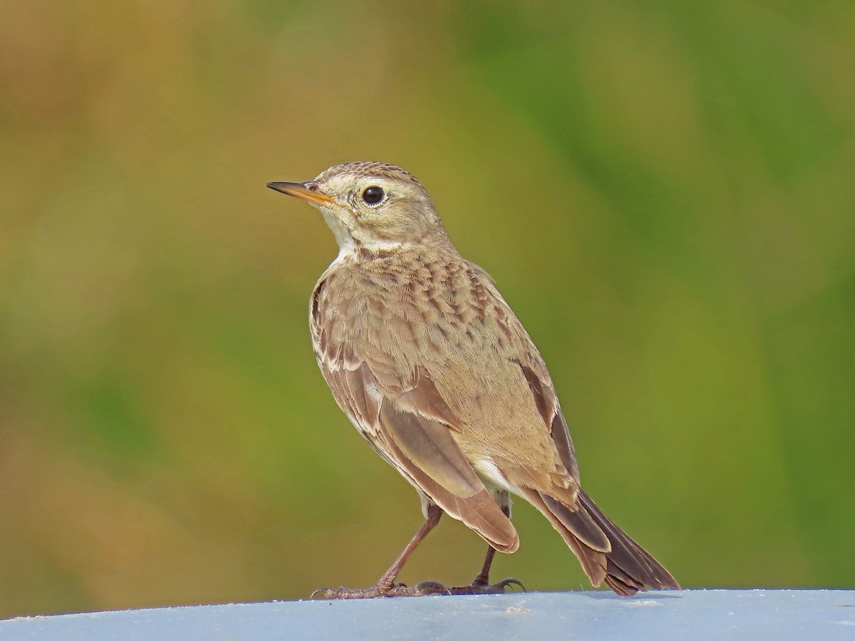 American Pipit - ML310974271