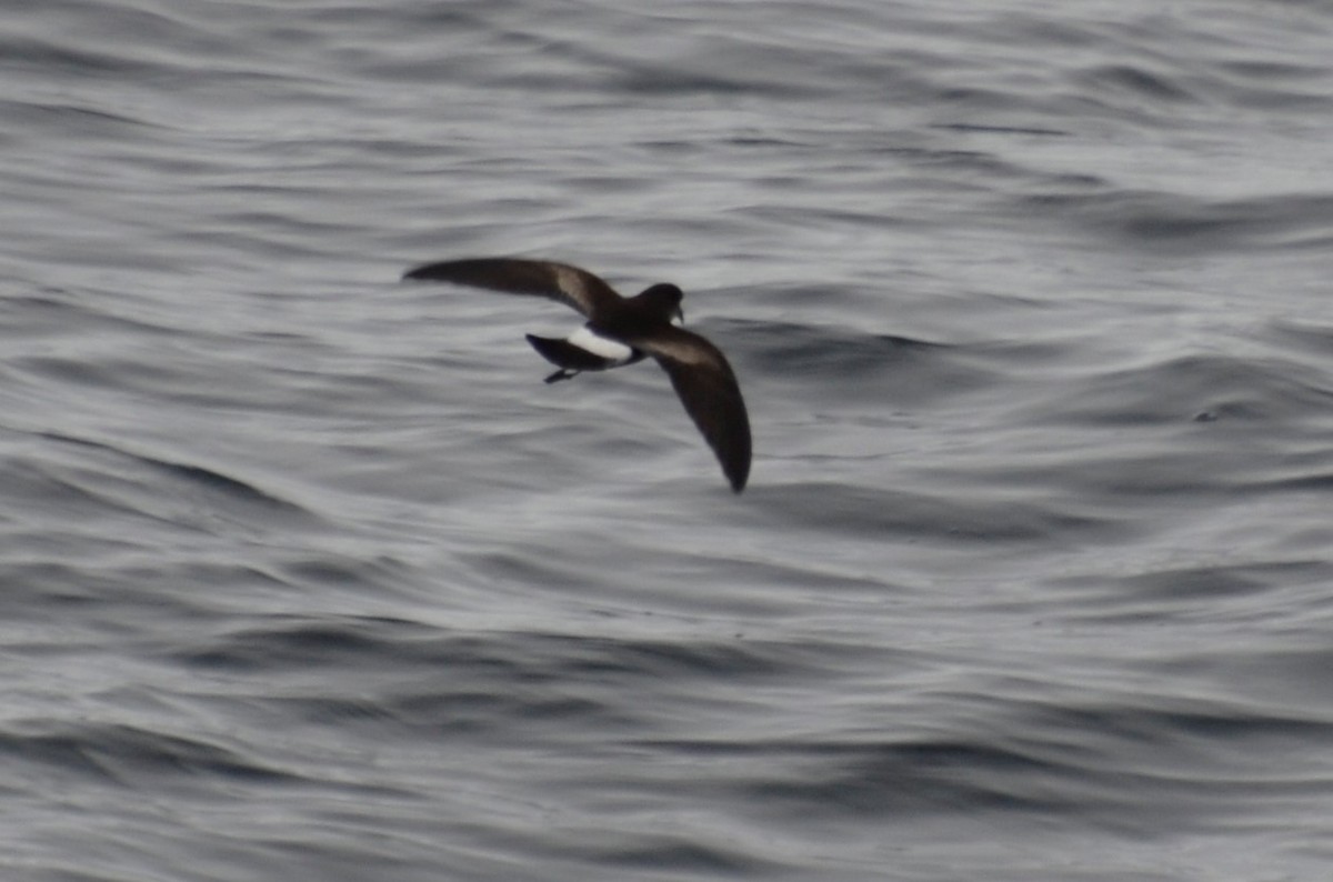 Wilson's Storm-Petrel - ML310975081