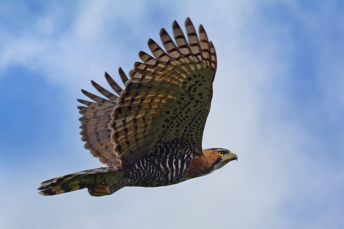 Ornate Hawk-Eagle - Jorge Dangel