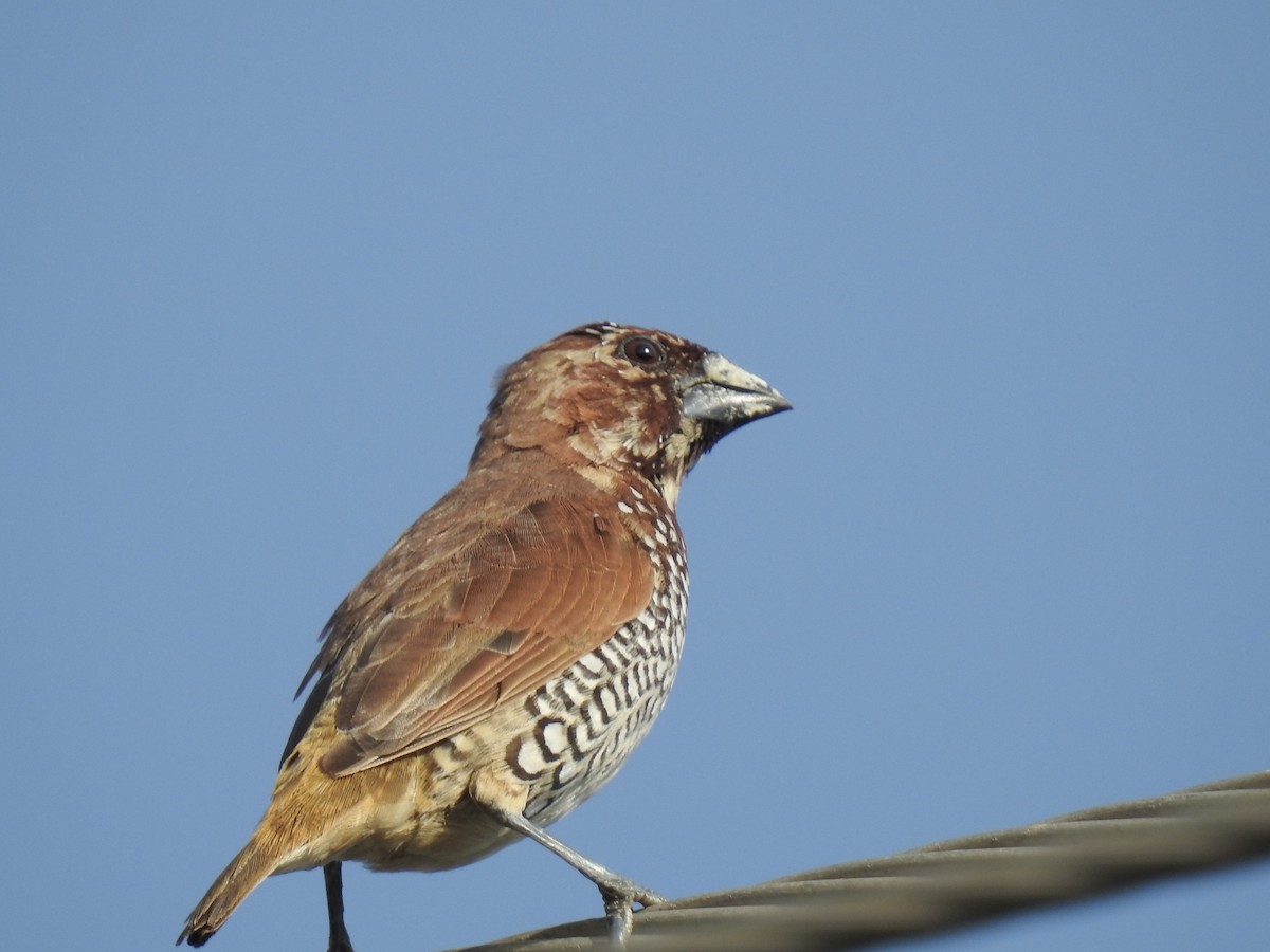 Scaly-breasted Munia - ML310978531