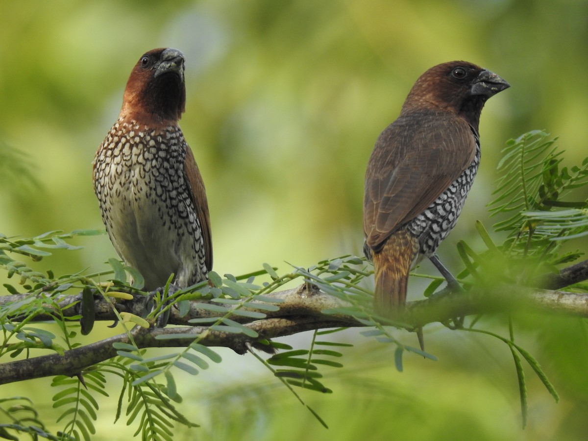 Scaly-breasted Munia - ML310978551