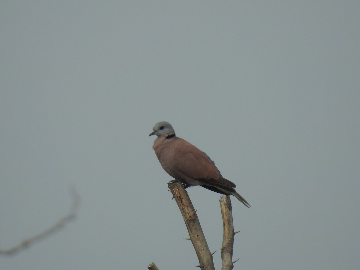 Red Collared-Dove - ML310979551