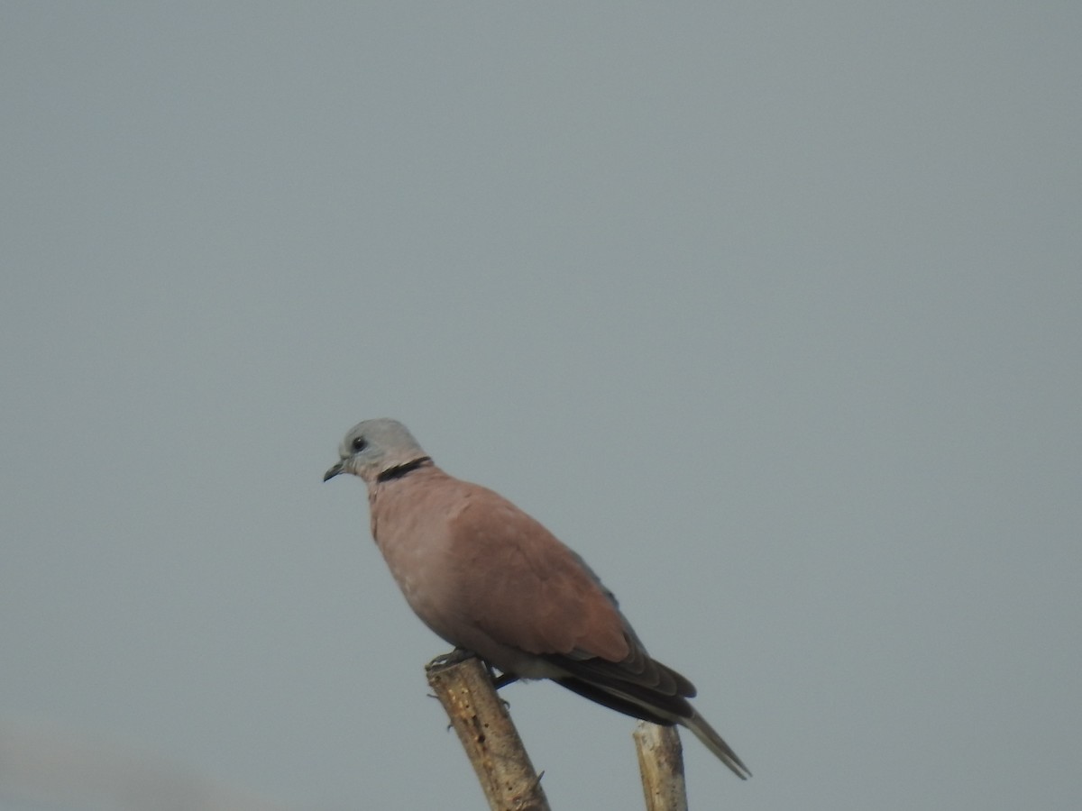 Red Collared-Dove - ML310979561