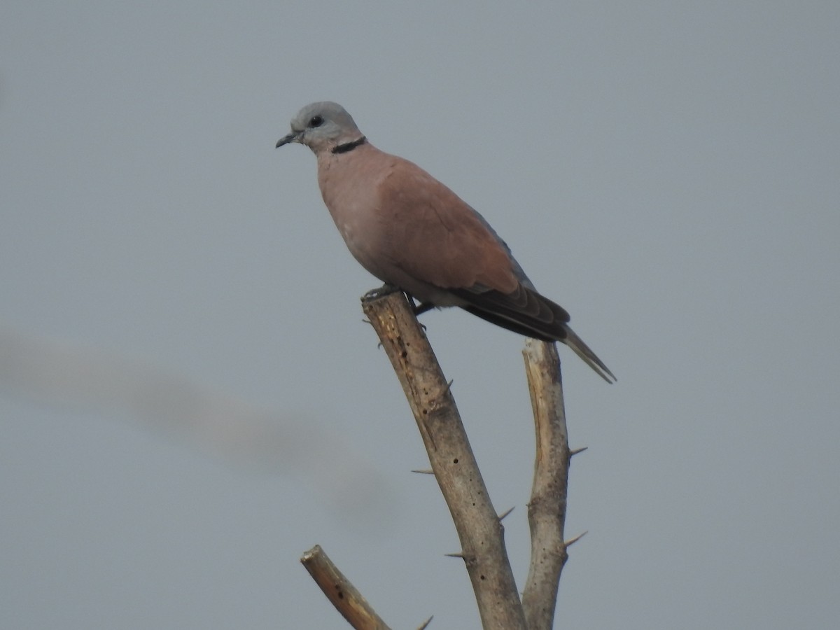 Red Collared-Dove - ML310979581