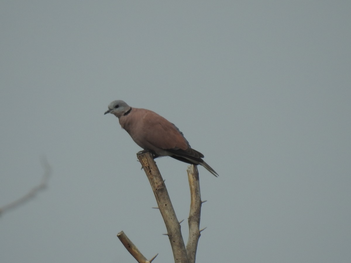 Red Collared-Dove - ML310979591