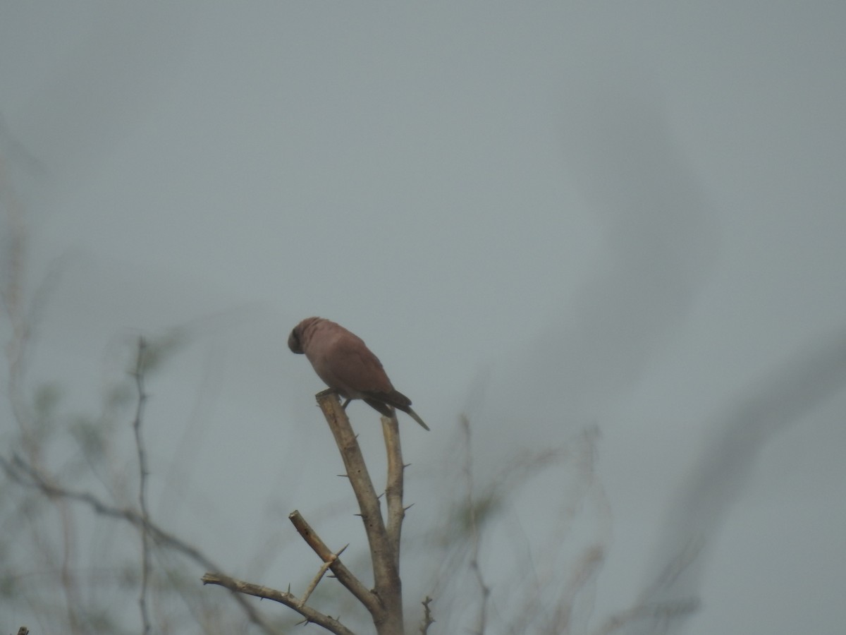 Red Collared-Dove - ML310979601