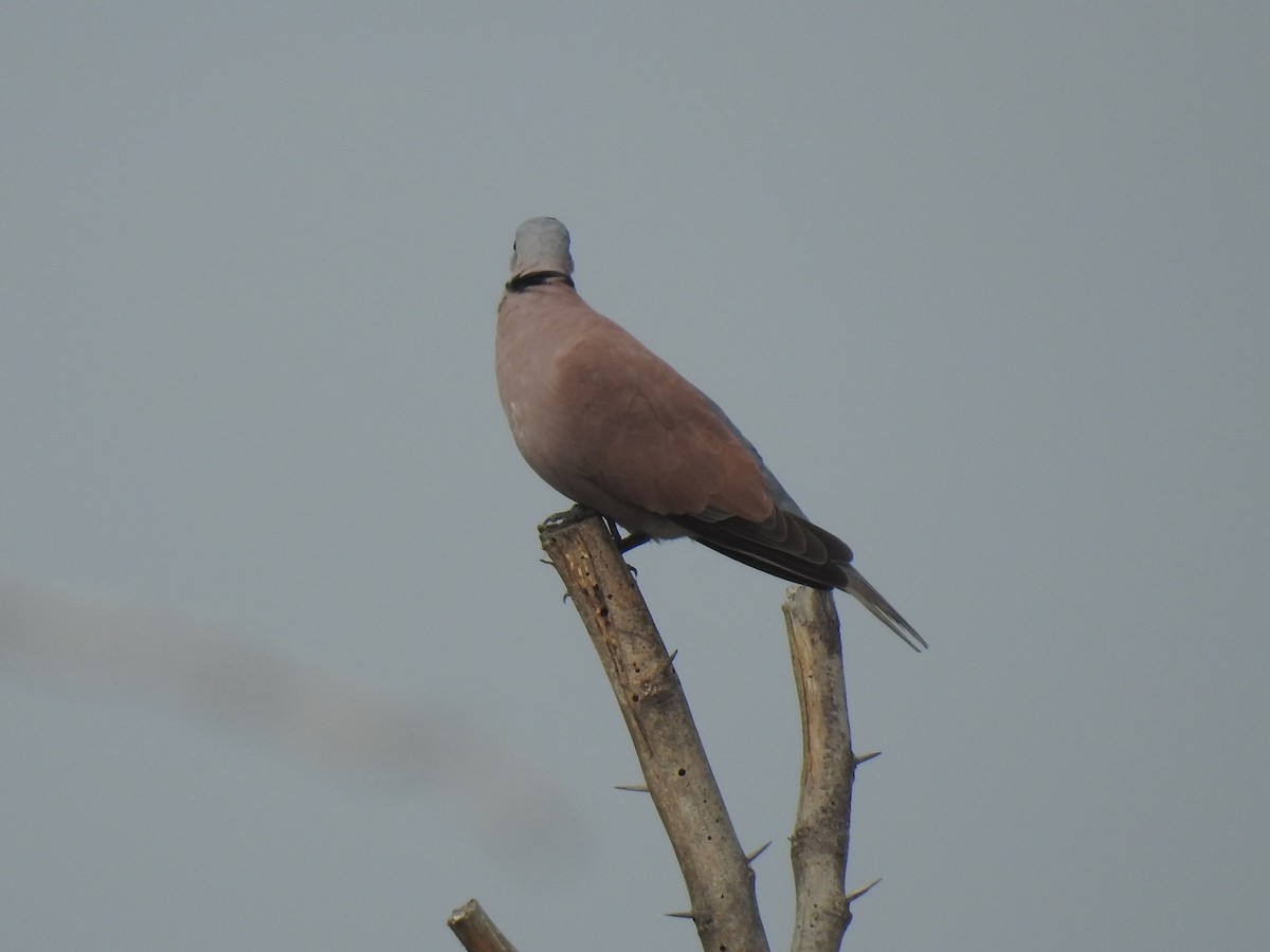 Red Collared-Dove - ML310979611