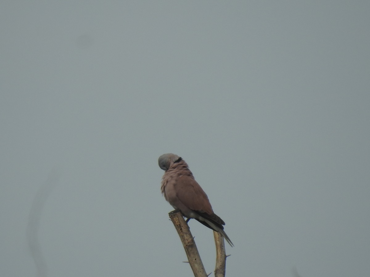 Red Collared-Dove - ML310979661