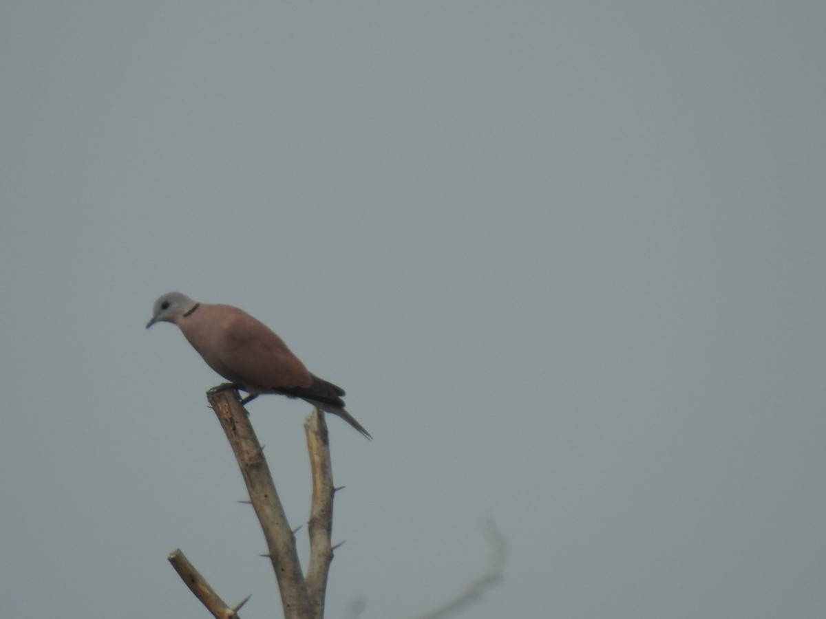 Red Collared-Dove - ML310979671