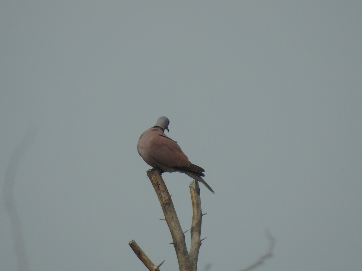Red Collared-Dove - ML310979681