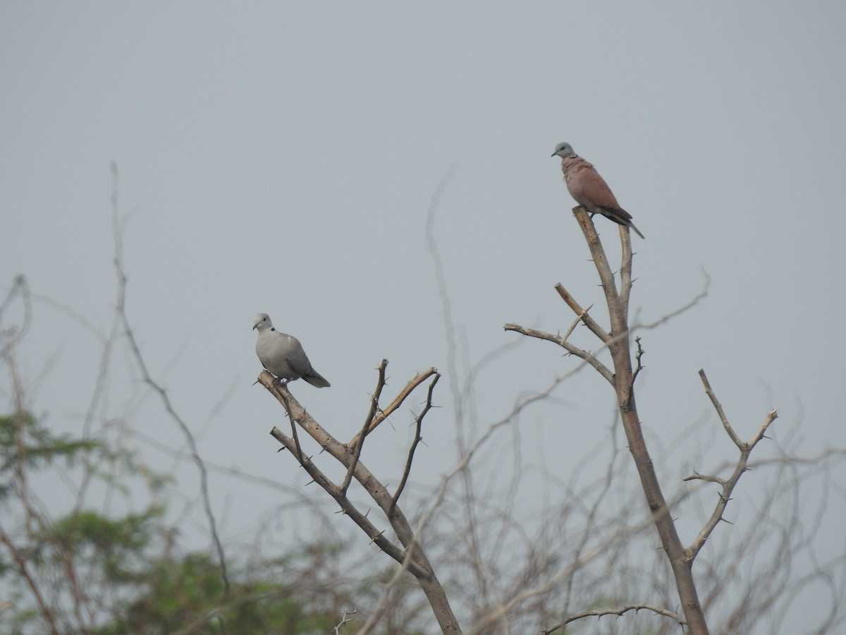 Red Collared-Dove - ML310979691