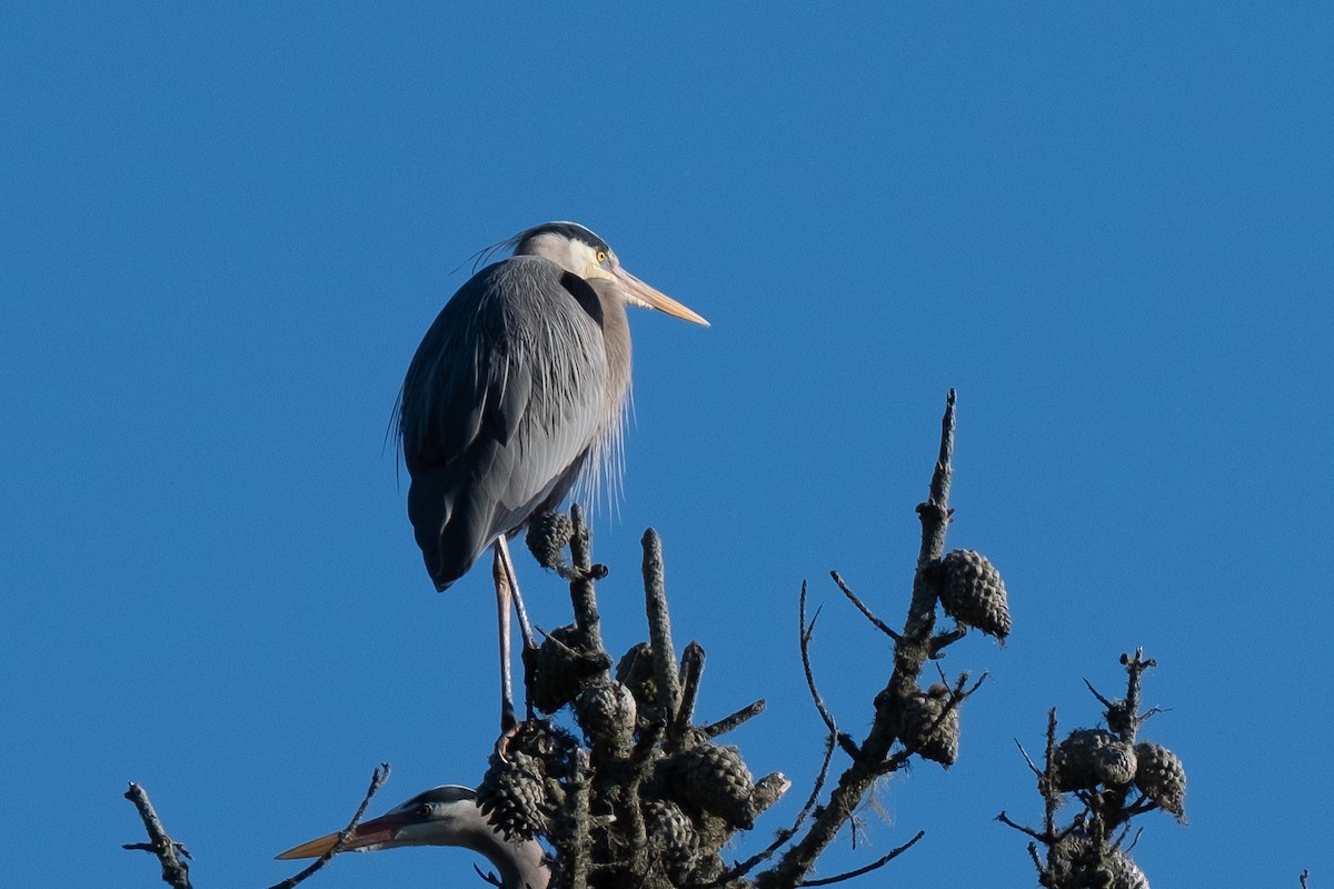 Great Blue Heron - ML310979711