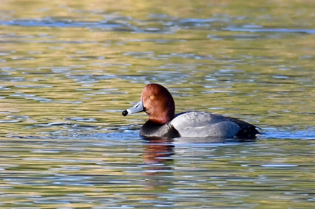 Redhead - Della Alcorn