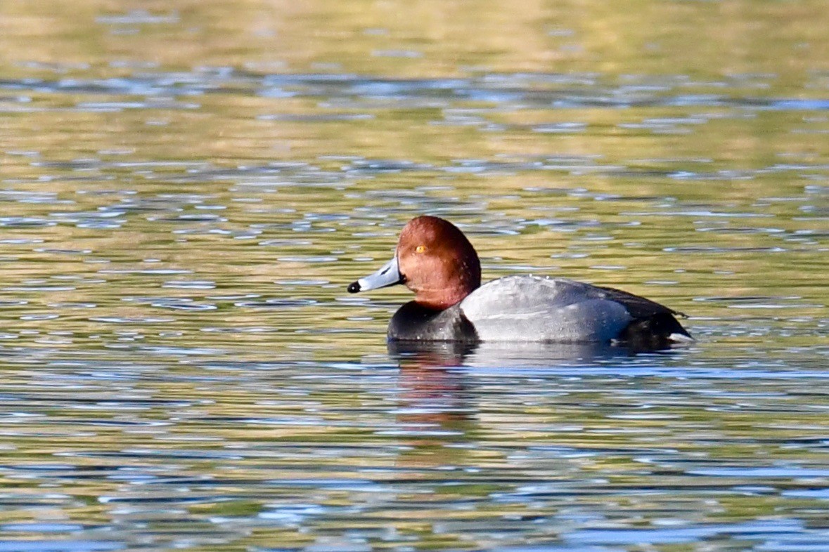 Redhead - Della Alcorn