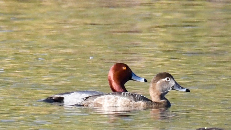 Redhead - Della Alcorn