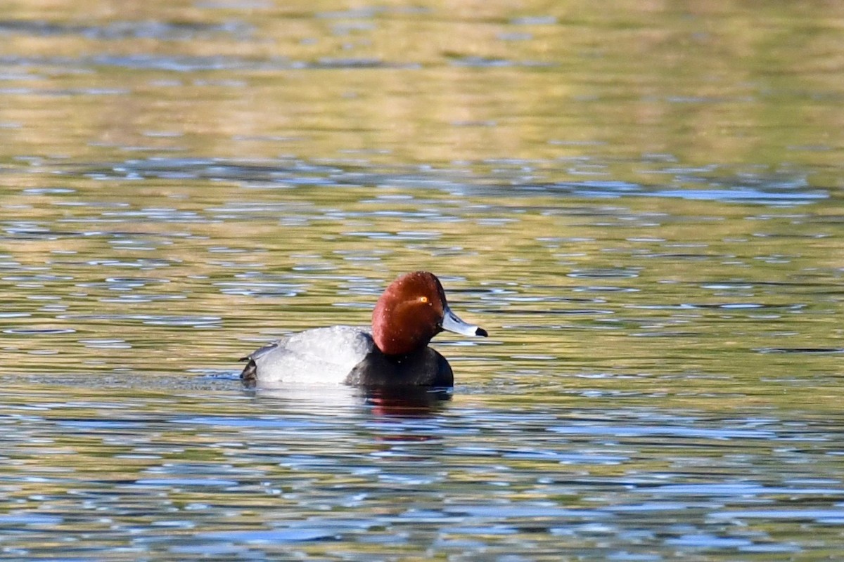 Redhead - ML310981141