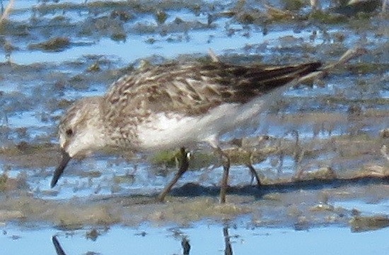 Semipalmated Sandpiper - ML31098251