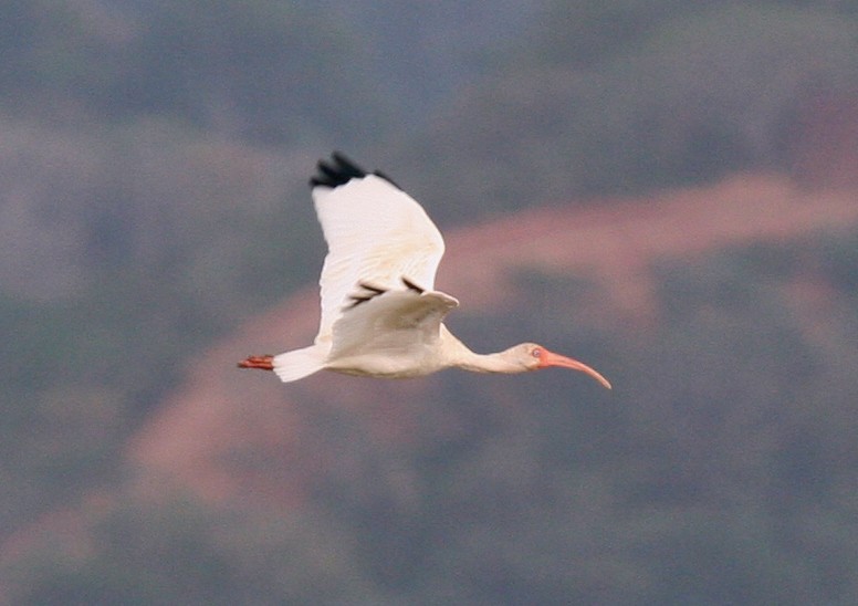 Ibis Blanco - ML31098281