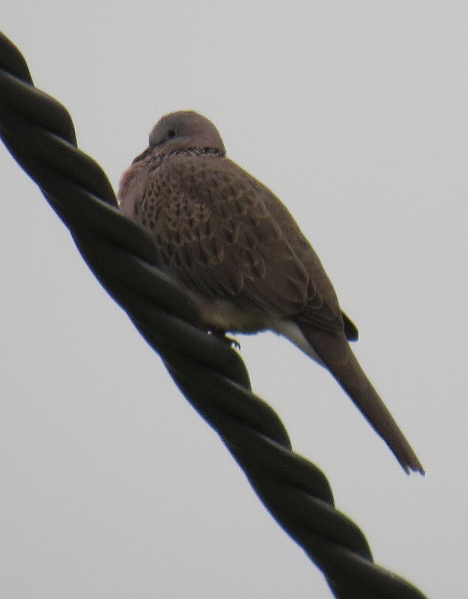 Spotted Dove - ML310986791