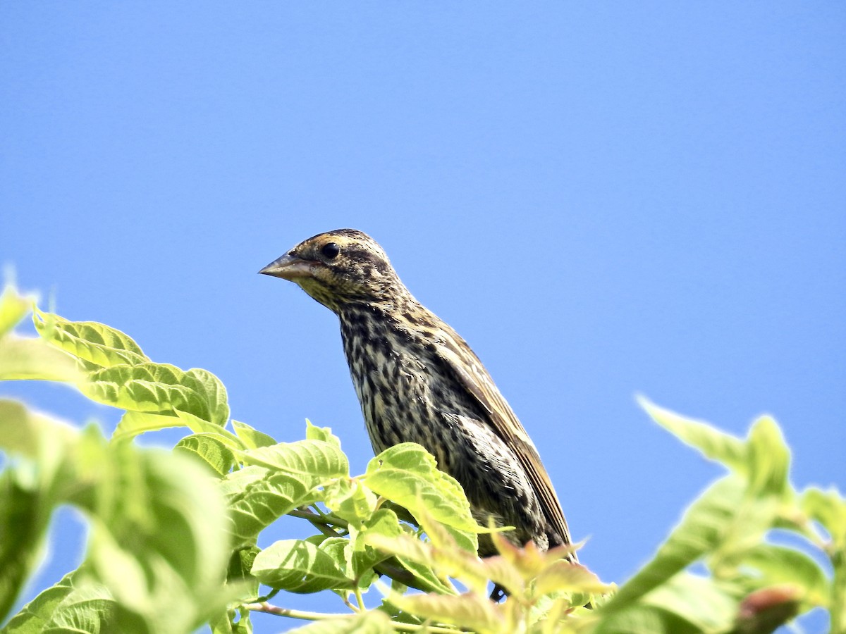 Red-winged Blackbird - Jack Coulter