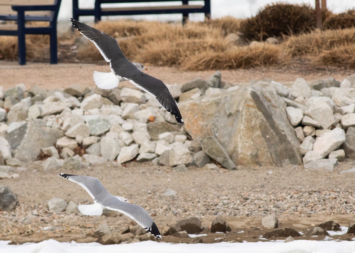 Lesser Black-backed Gull - ML310987301