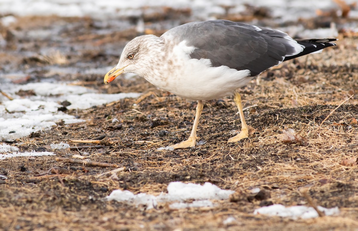 Lesser Black-backed Gull - ML310987401