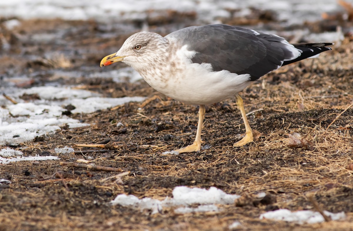 Lesser Black-backed Gull - ML310987431