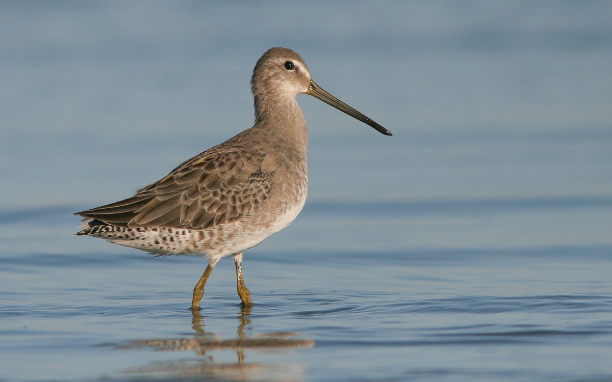 Long-billed Dowitcher - Uku Paal