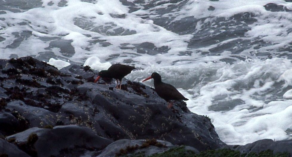 Black Oystercatcher - Bruce Deuel