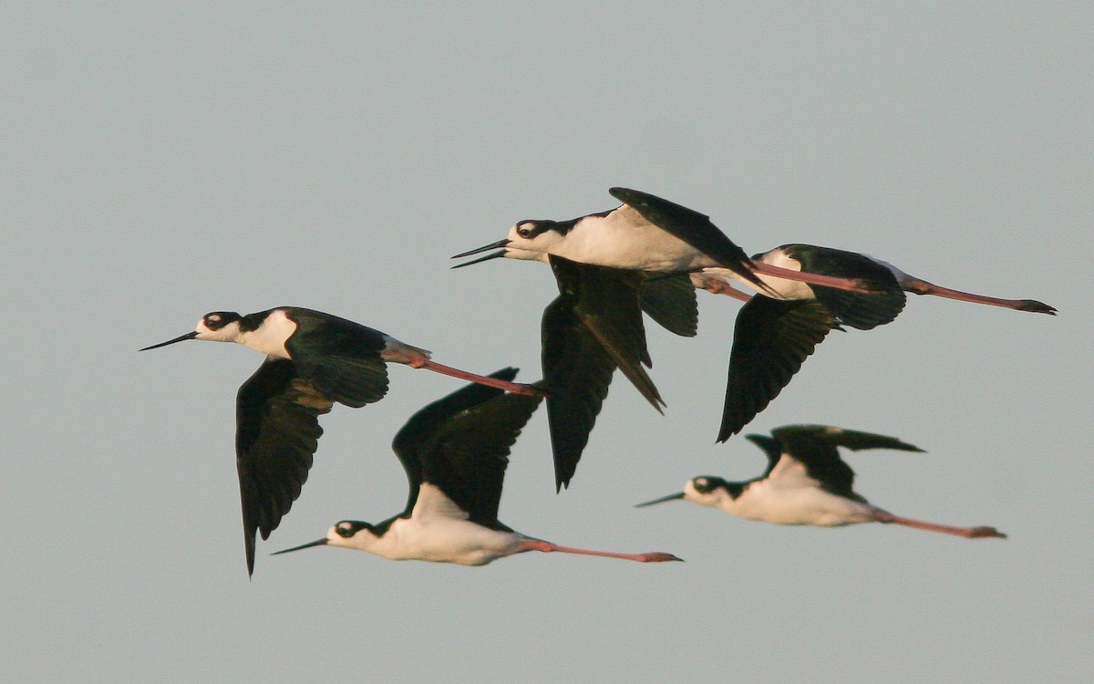 Black-necked Stilt - ML310990591