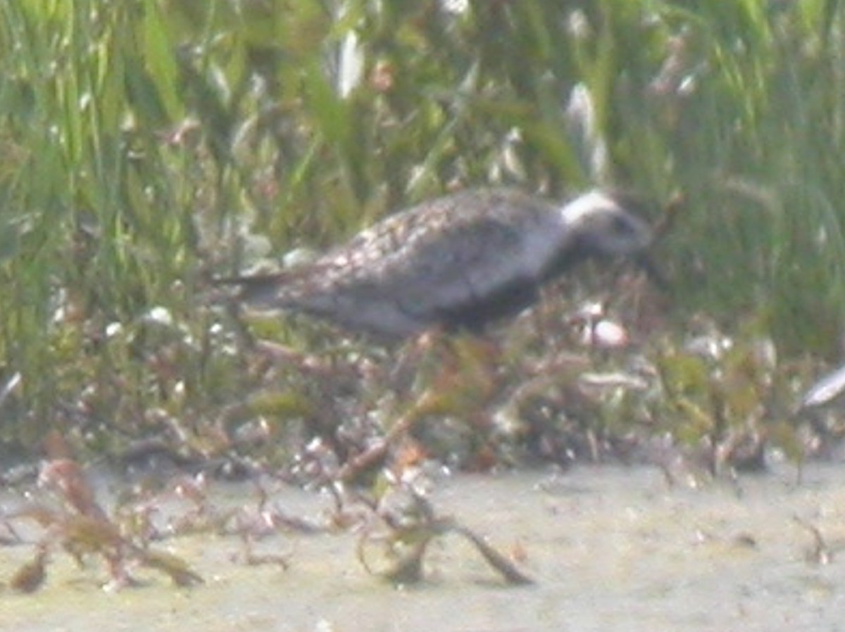 Pacific Golden-Plover - ML310995781