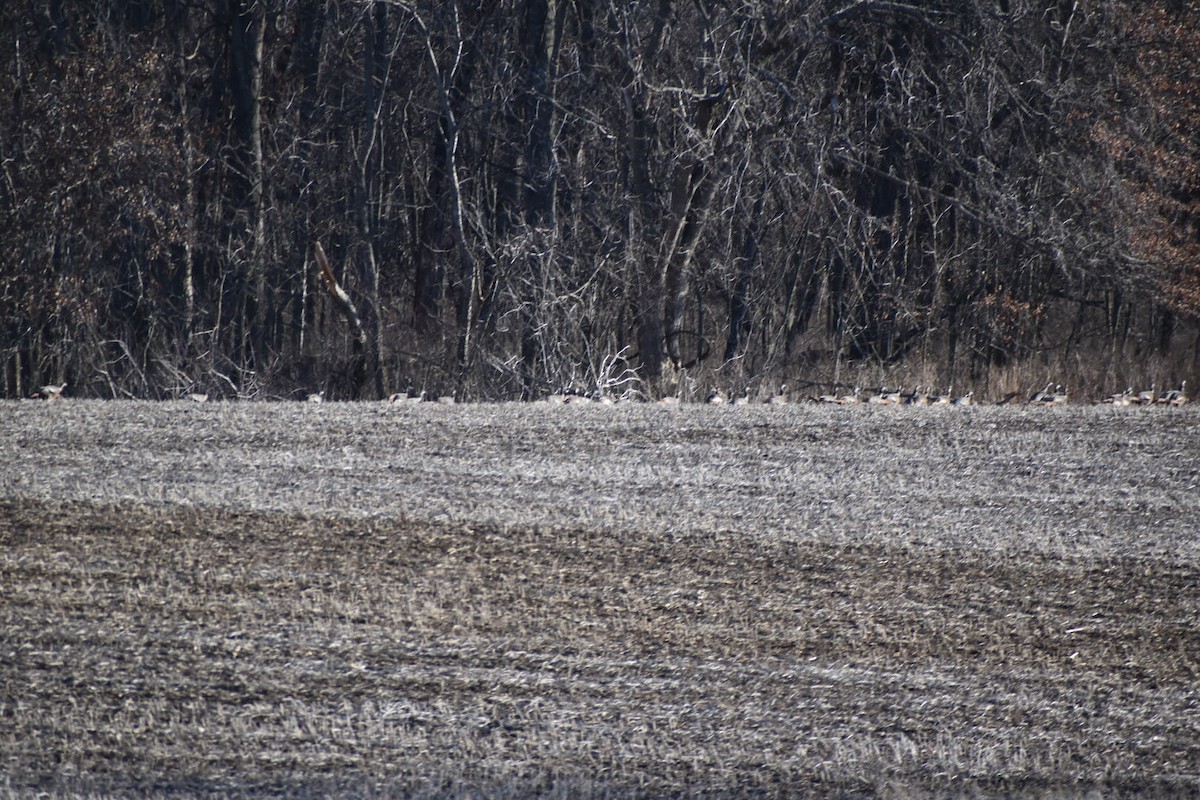 Wild Turkey - ML310996581