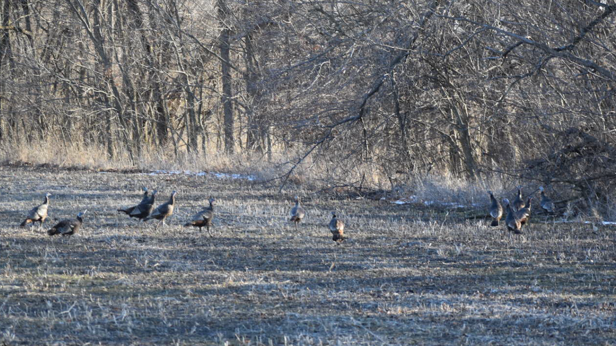 Wild Turkey - ML310996621