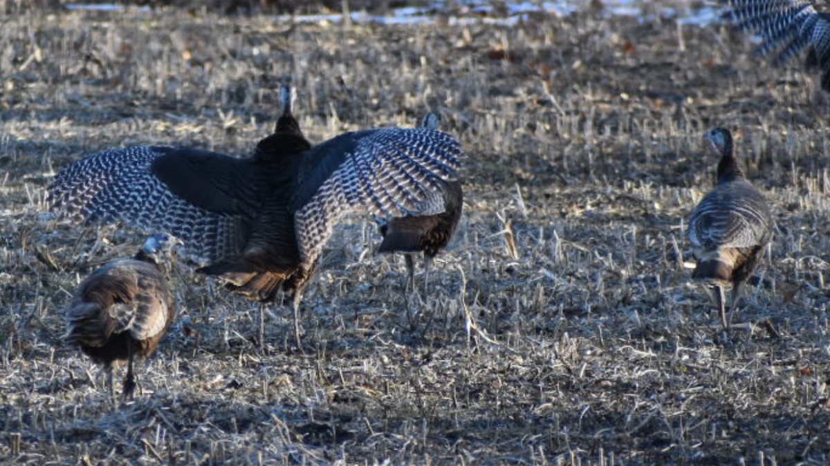 Wild Turkey - ML310996631