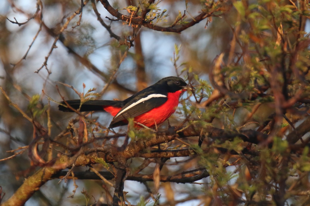 Crimson-breasted Gonolek - ML31099681