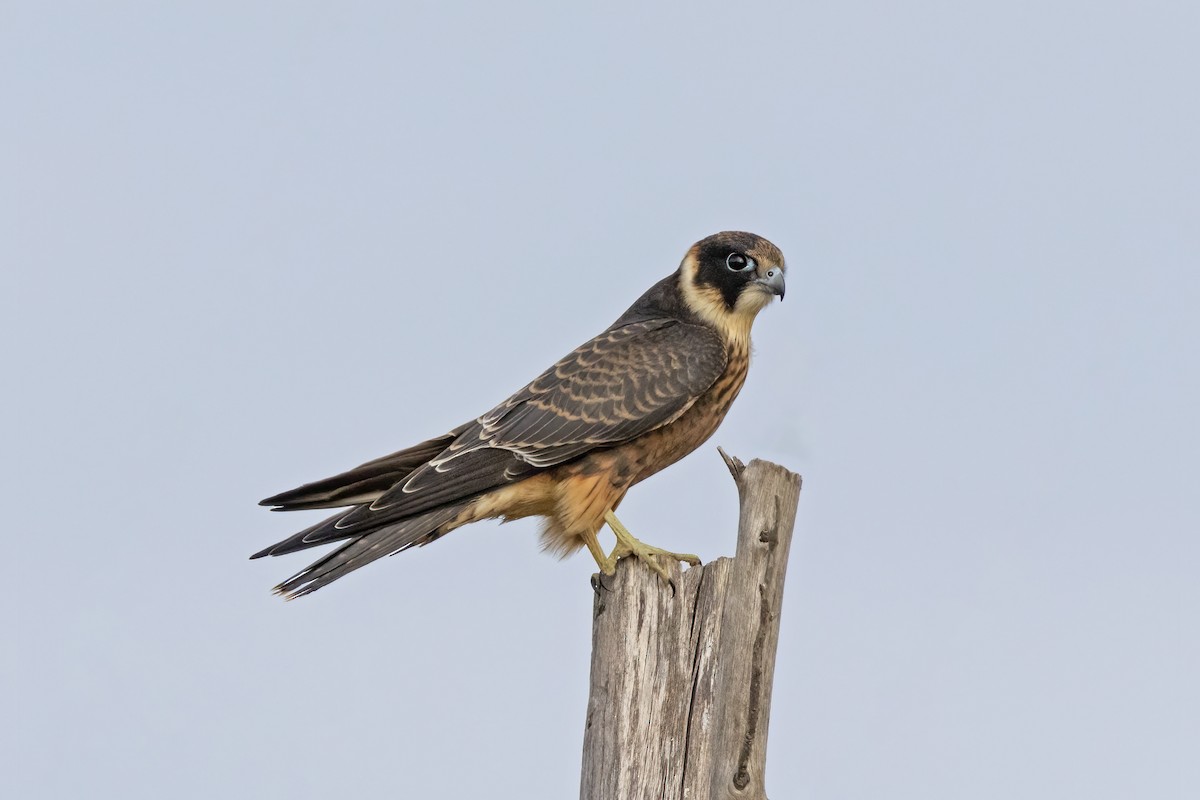 Australian Hobby - Andreas Heikaus