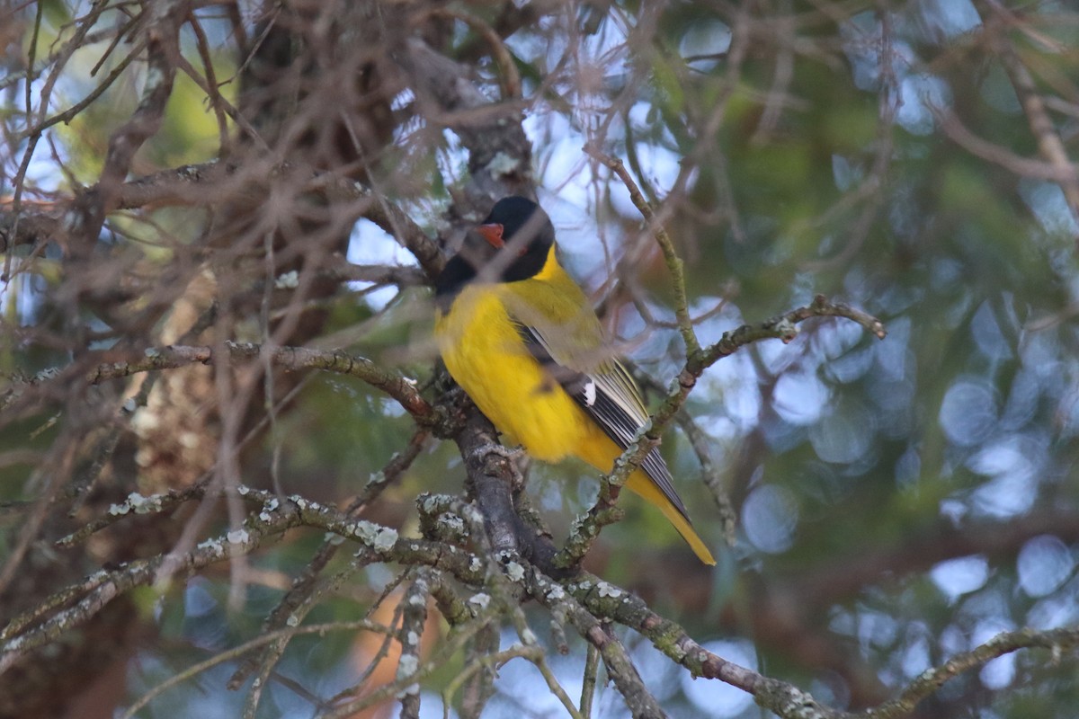 African Black-headed Oriole - ML31099781