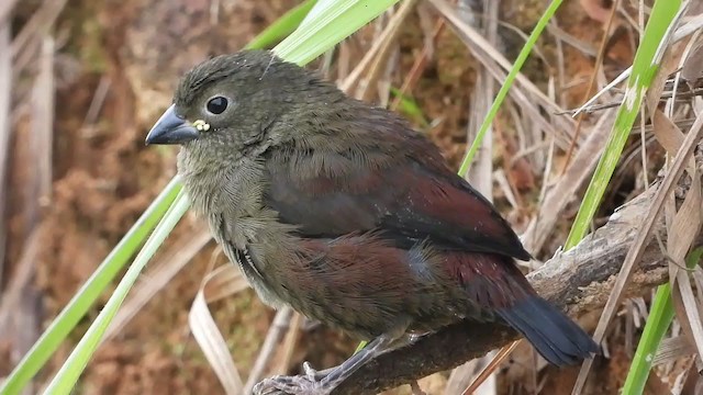 Red-faced Crimsonwing - ML310997981