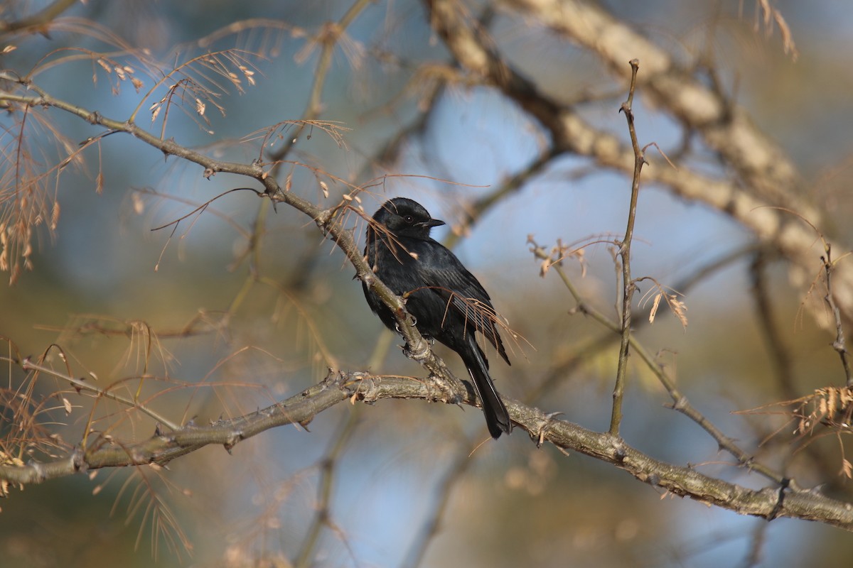 Southern Black-Flycatcher - ML31099831