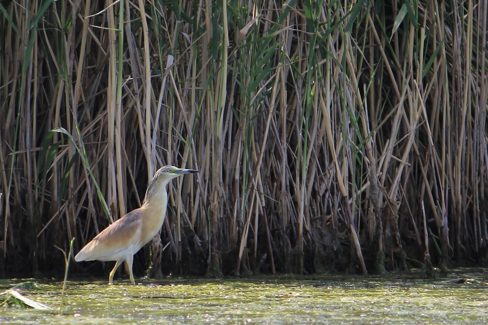 Squacco Heron - ML31099861