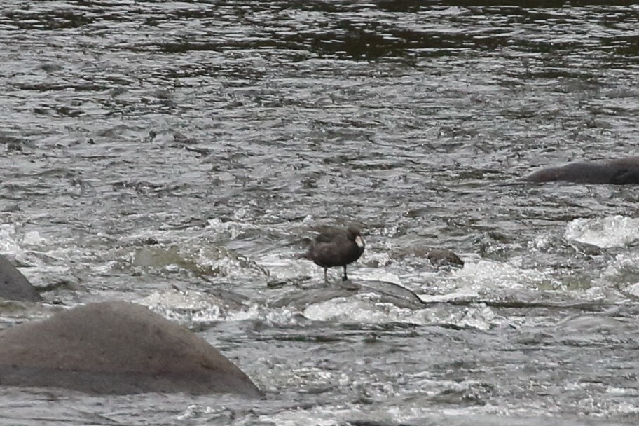 Blue Duck - ML310998821