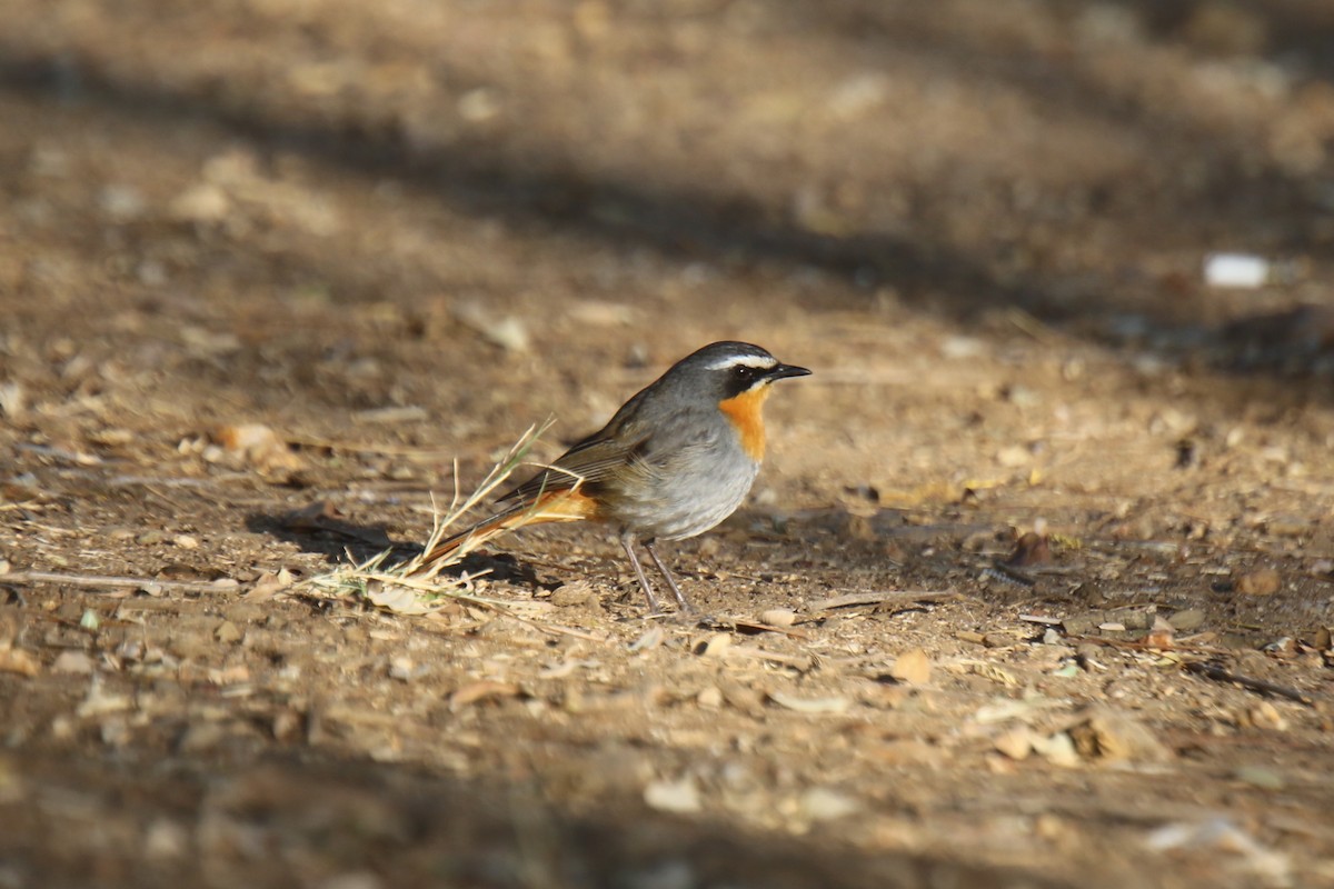 Cape Robin-Chat - ML31100051